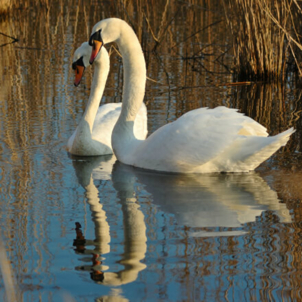 White Mute Swan Yearling Pair - Image 2