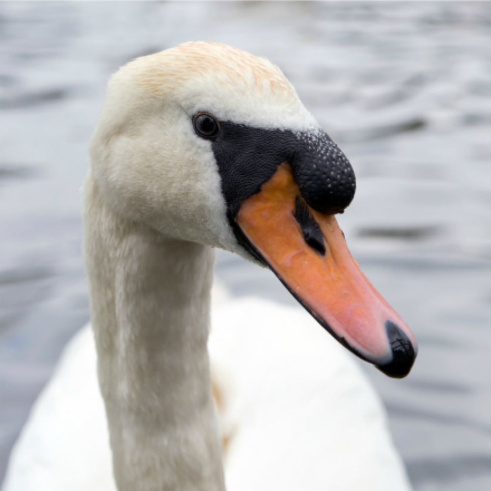 White Mute Swan Yearling Pair - Image 4