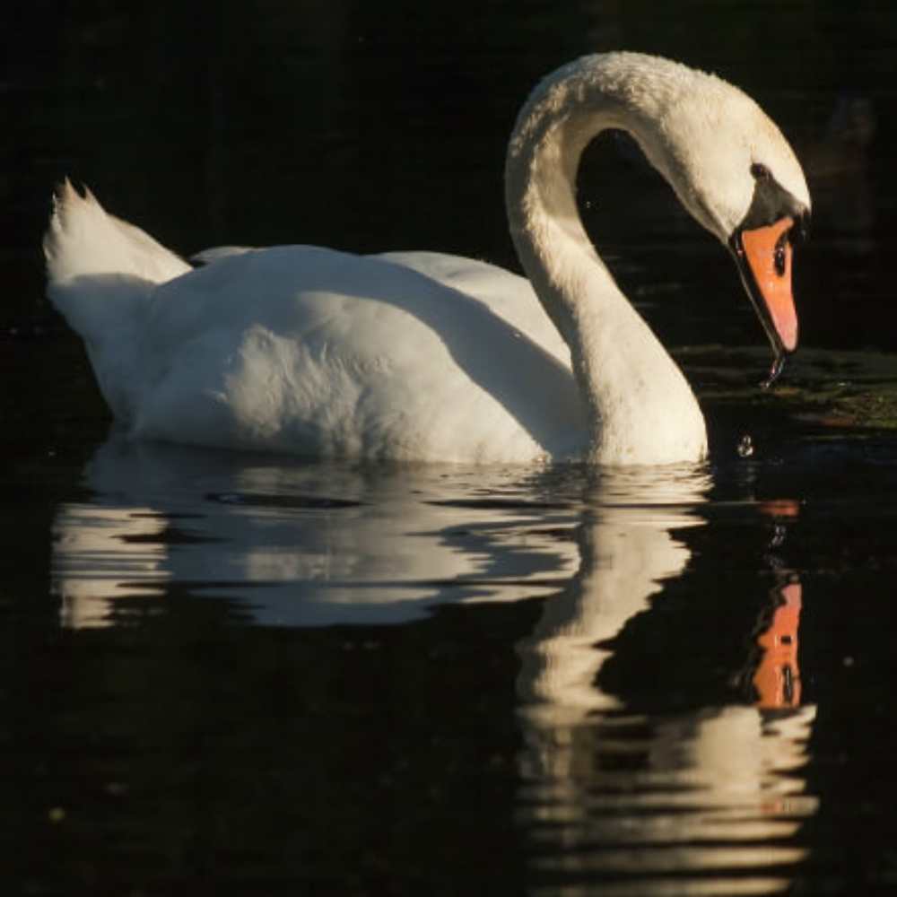 White Mute Swan Yearling Pair - Image 2