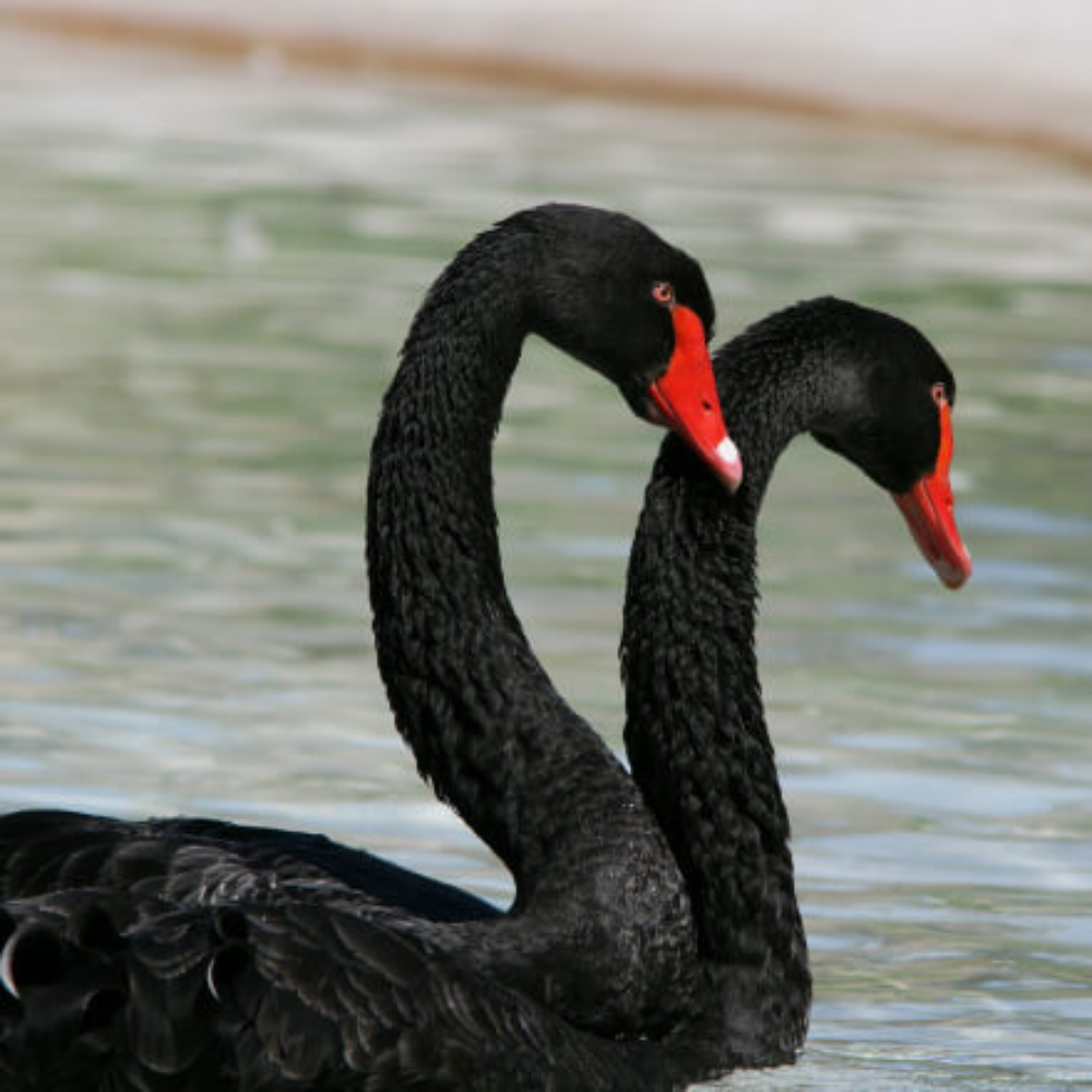 Australian Black Swan Yearling Pair - Image 3