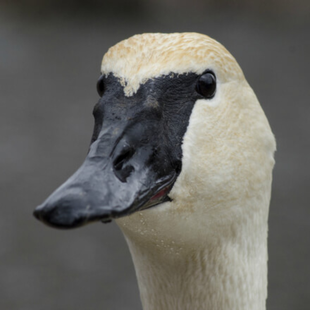Trumpeter Swan Breeder Pair - Image 2
