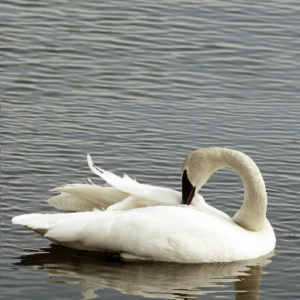 How to raise Swans