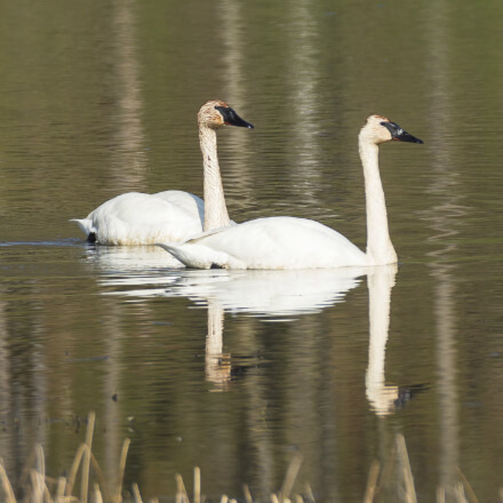 Trumpeter Swan Breeder Pair - Image 4