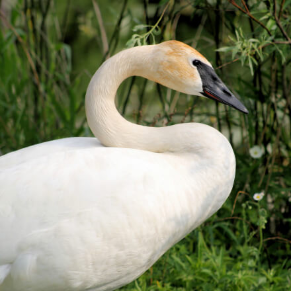 Trumpeter Swan Breeder Pair - Image 3