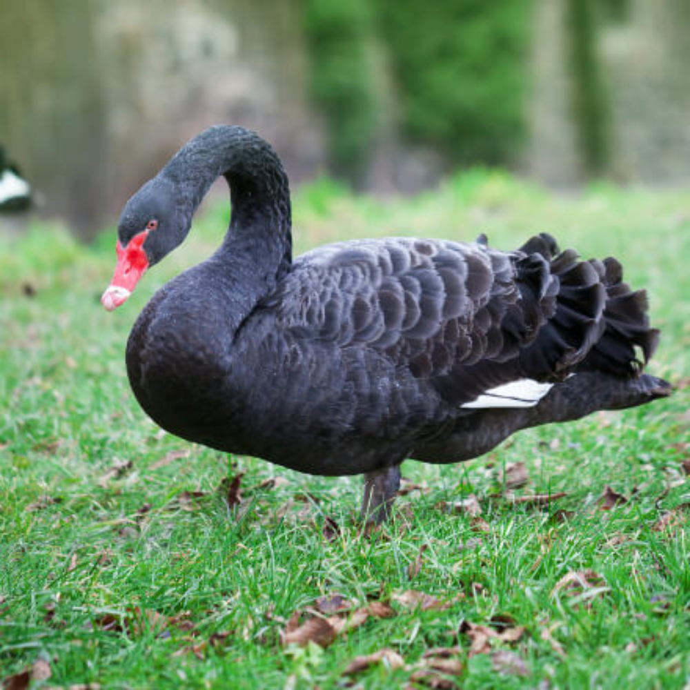 Australian Black Swan Yearling Pair - Image 5