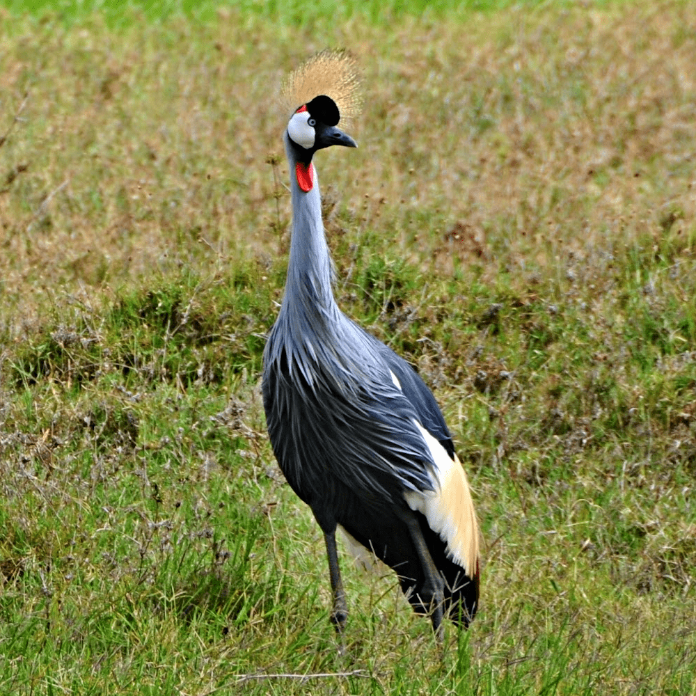 East African Crowned Crane