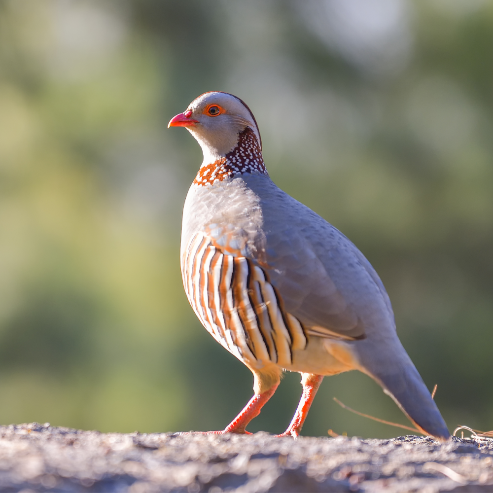 Barbary Partridge Juvenile Pair - Image 2