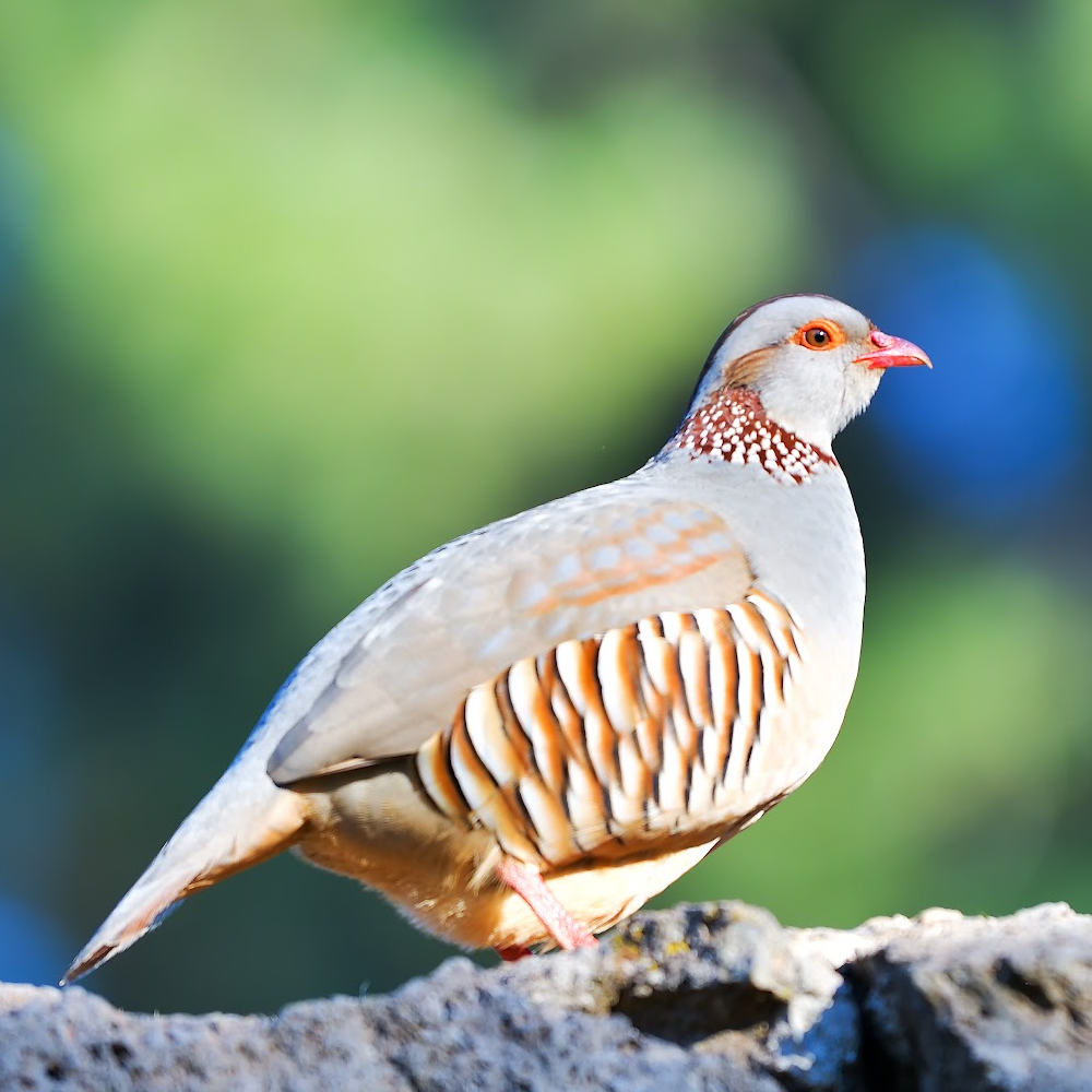 Barbary Partridge Juvenile Pair (2)