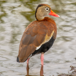 Black Bellied Whistling Duck Yearling Pair
