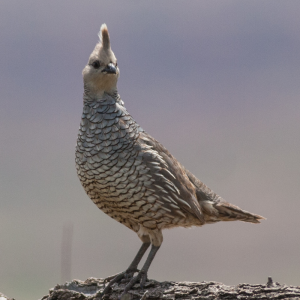 Blue Scale Quail Juvenile Pair