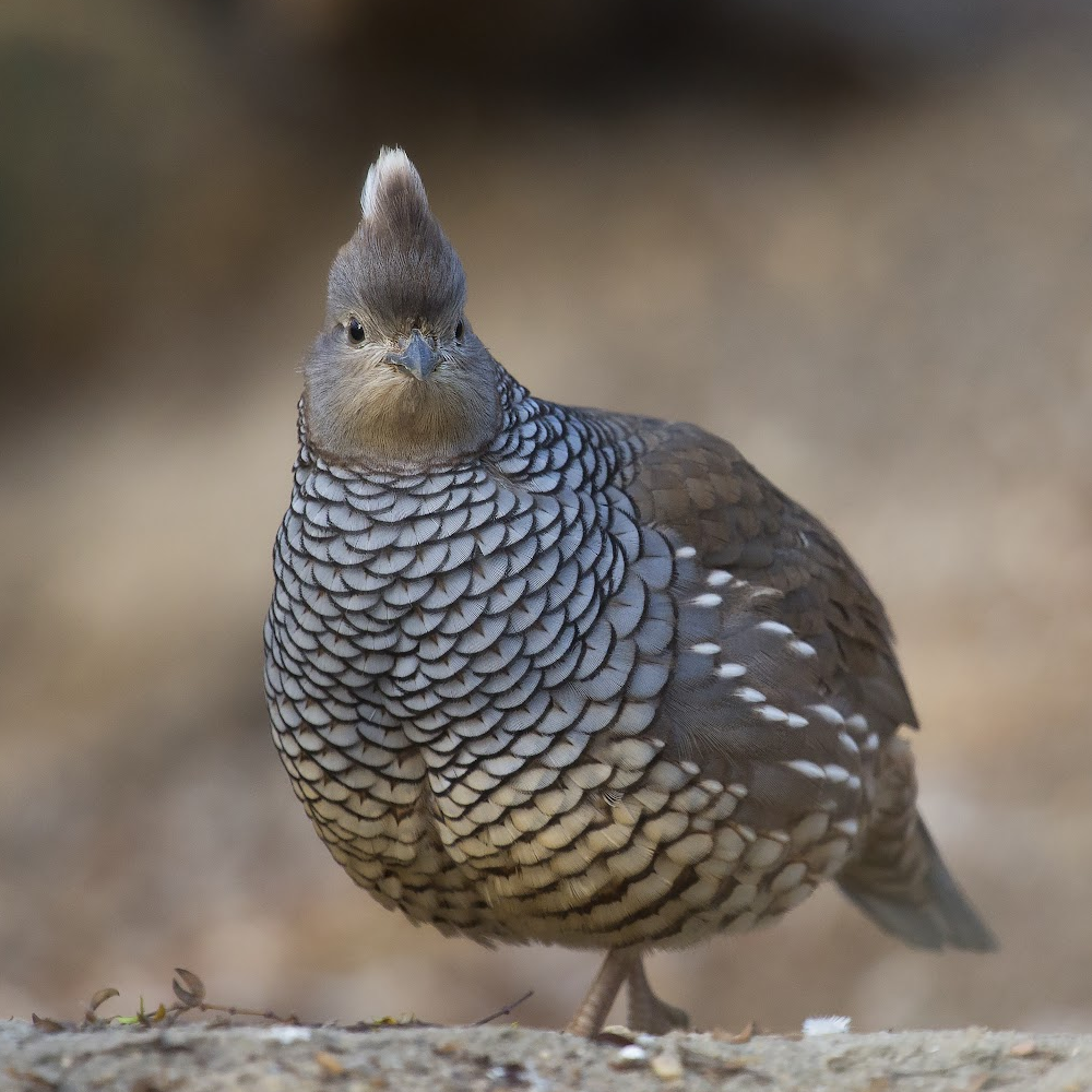 Blue Scale Quail Juvenile Pair - Image 4