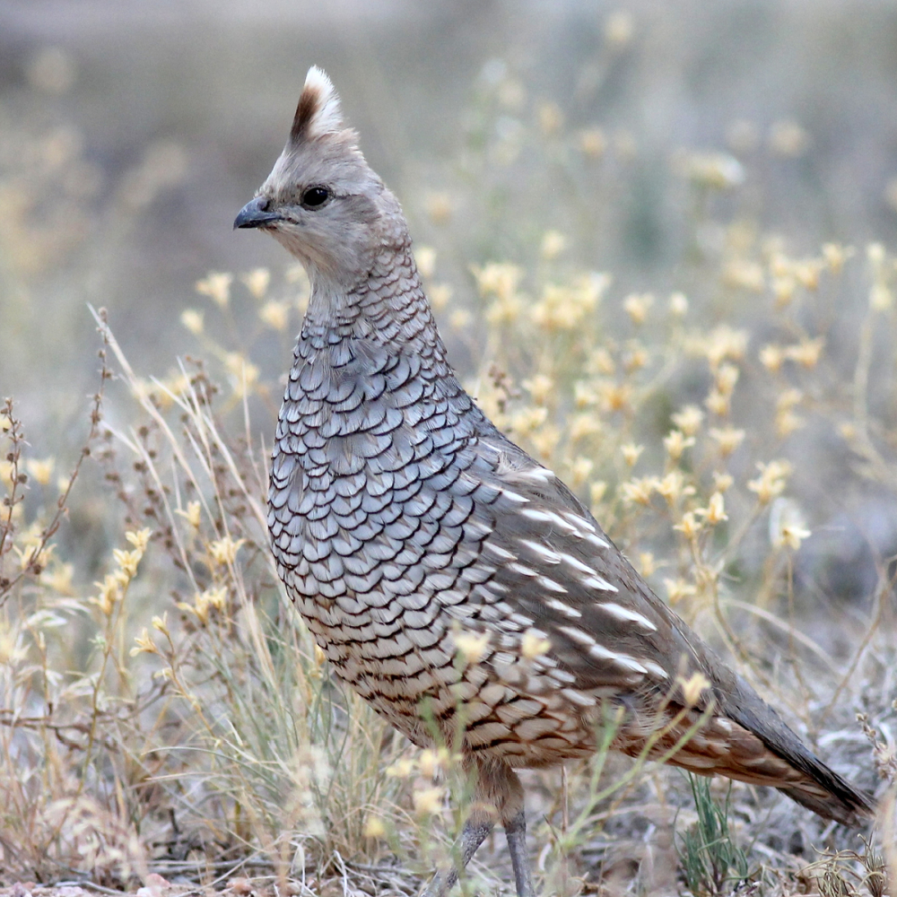 Blue Scale Quail Juvenile Pair - Image 3