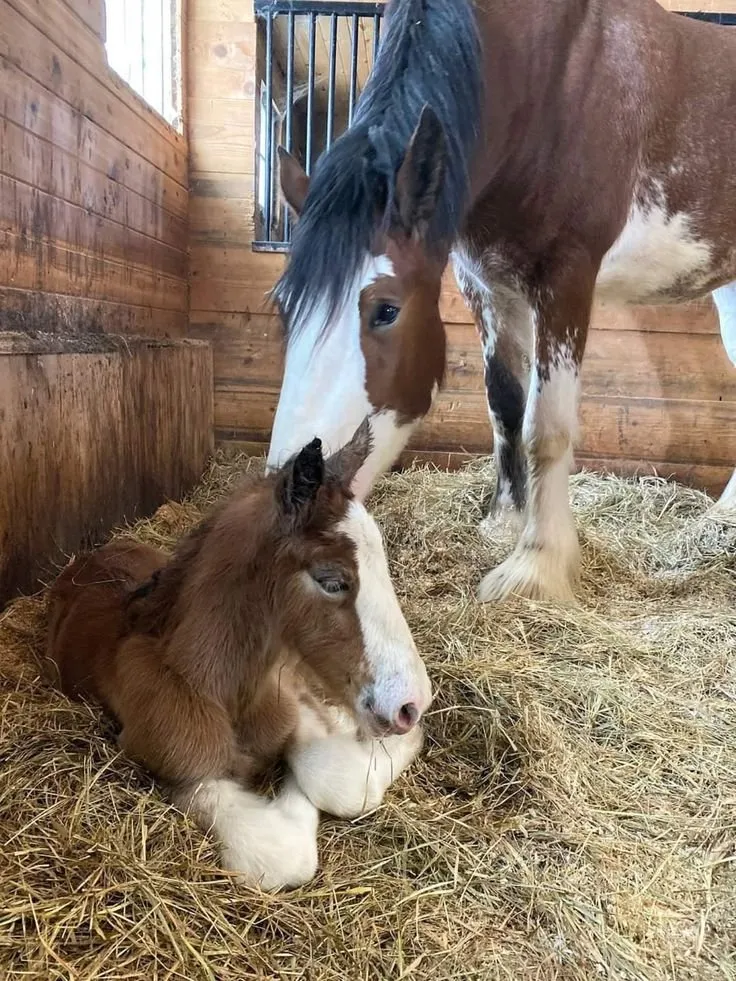 Clydesdale Horse for Sale - Image 2