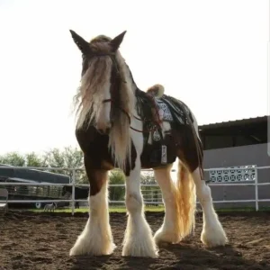 Clydesdale Horse for Sale