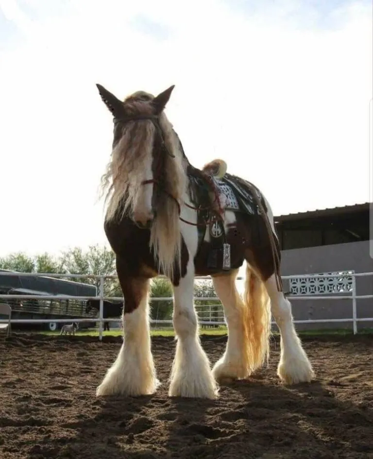 Clydesdale Horse for Sale
