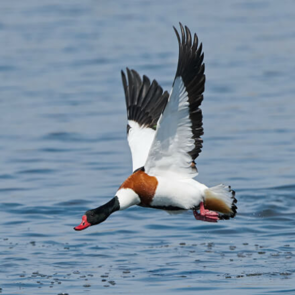 Common Shelduck Yearling Pair - Image 3
