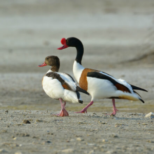 Common Shelduck Yearling Pair