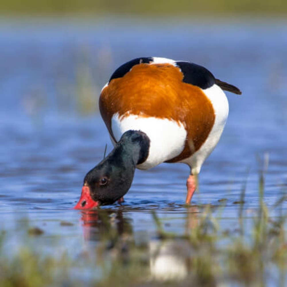 Common Shelduck Yearling Pair - Image 4