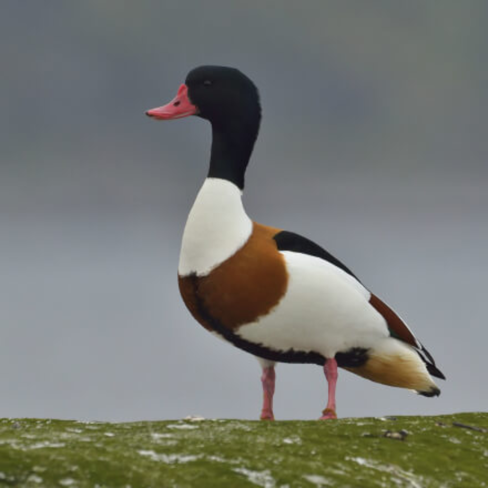 Common Shelduck Yearling Pair - Image 2