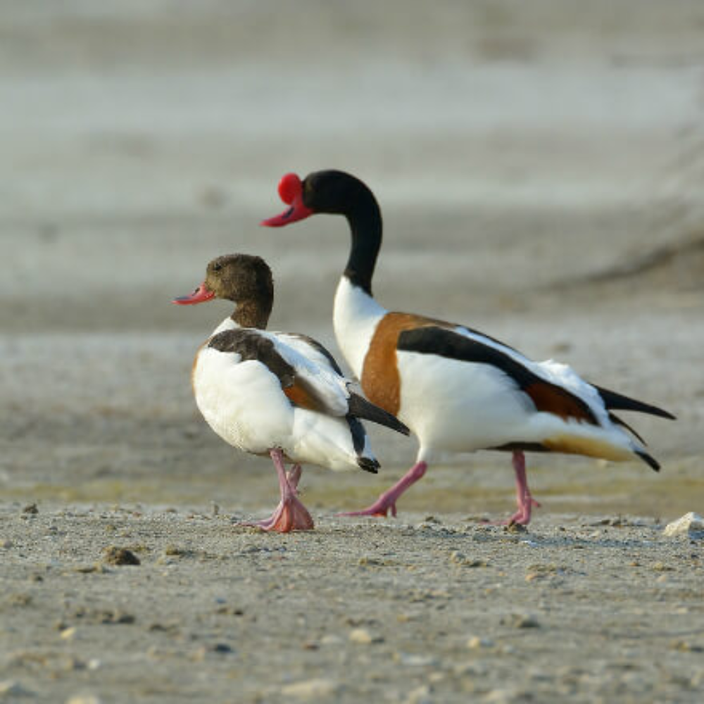 Common Shelduck Yearling Pair