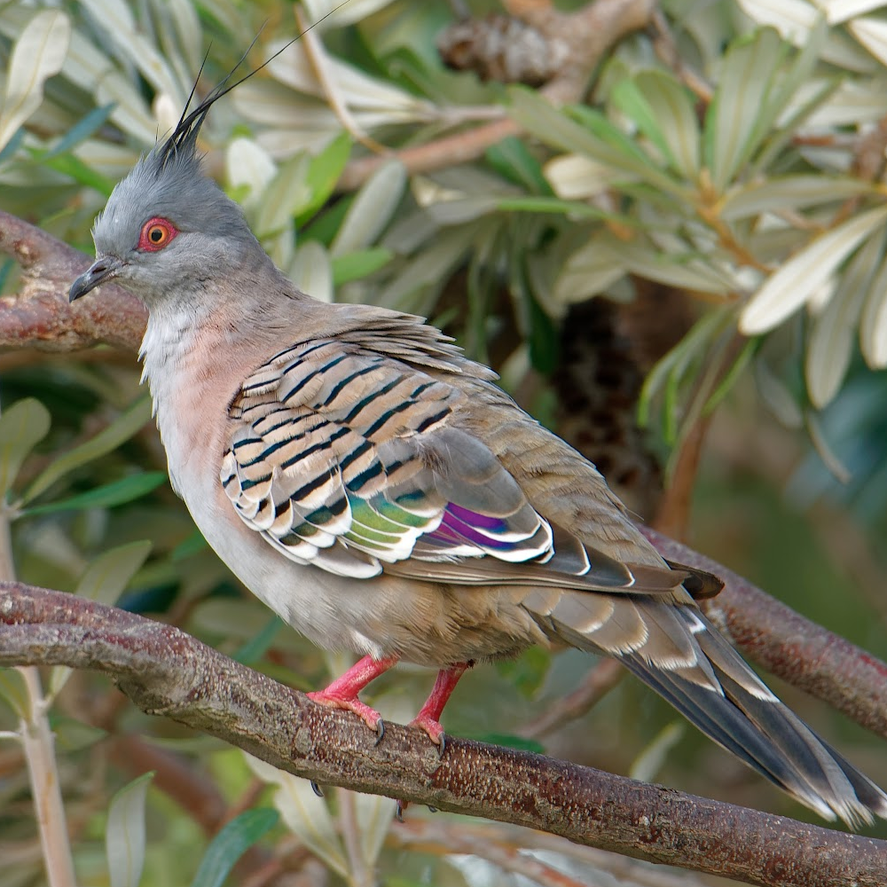 Crested Pigeon 6 Month Old Pair - Image 3