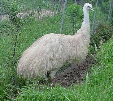 Dna Sexed Emu Chicks For Sale