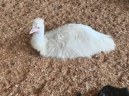 DNA Sexed Emu Chicks For Sale - Image 5