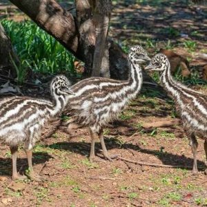 Dna Sexed Emu Chicks For Sale