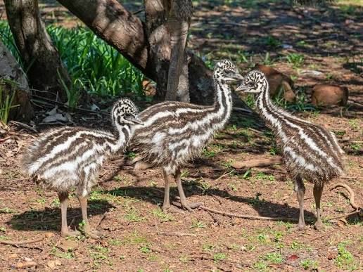 Dna Sexed Emu Chicks For Sale