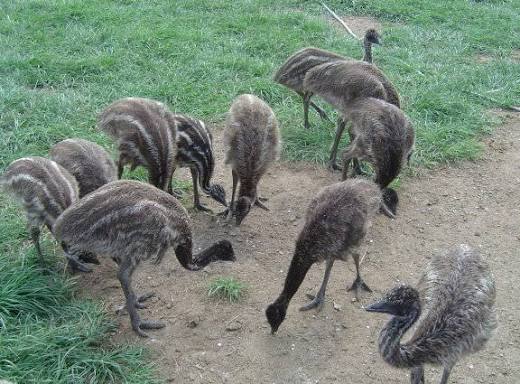 DNA Sexed Emu Chicks For Sale - Image 3