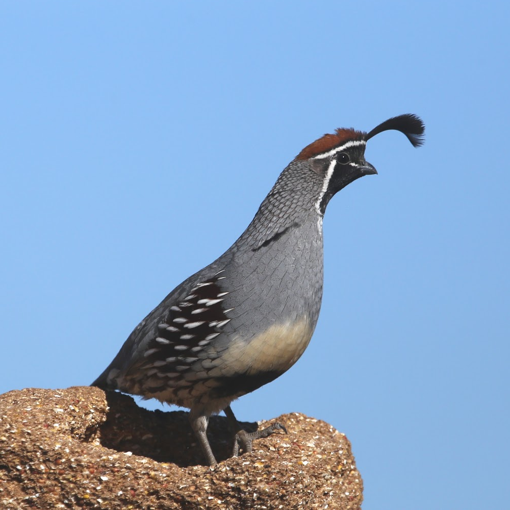 Gambel's Quail Juvenile Pair (2)