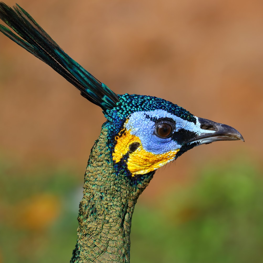 Java Green Peafowl Juvenile Pair - Image 2