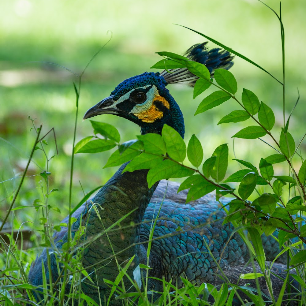 Java Green Peafowl Juvenile Pair - Image 4