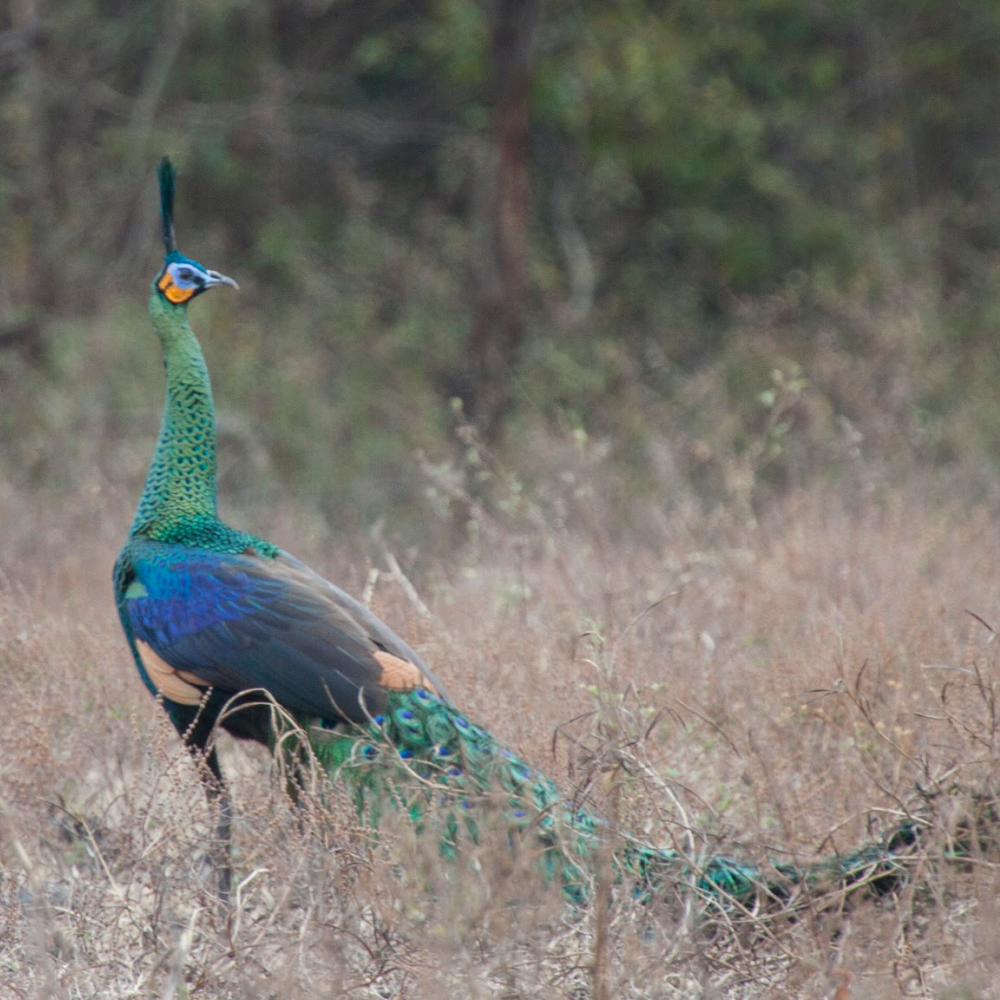 Java Green Peafowl Juvenile Pair - Image 5