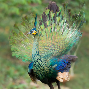 Java-Green-Peafowl-Juvenile-Pair-for-sale-