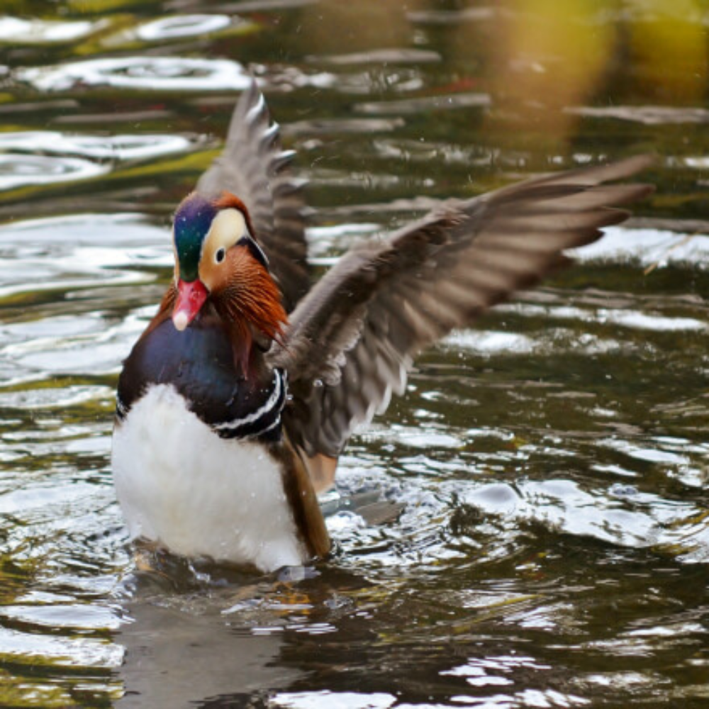 Mandarin Duck Yearling Pair 2