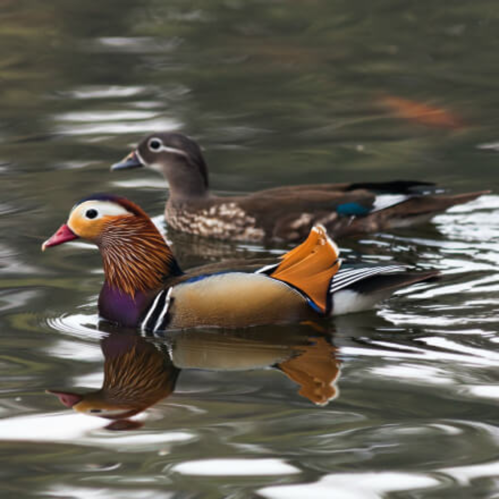 Mandarin Duck Yearling Pair