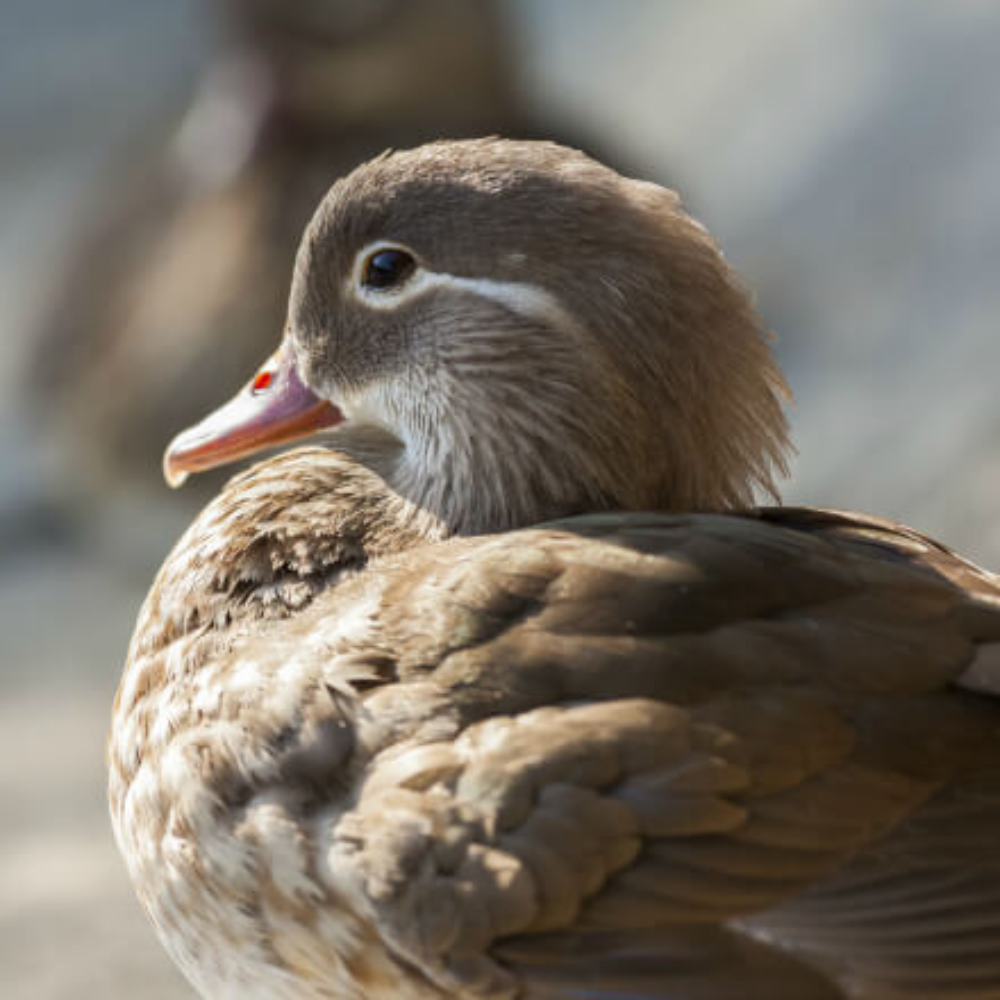 Mandarin Duck Yearling Pair - Image 4