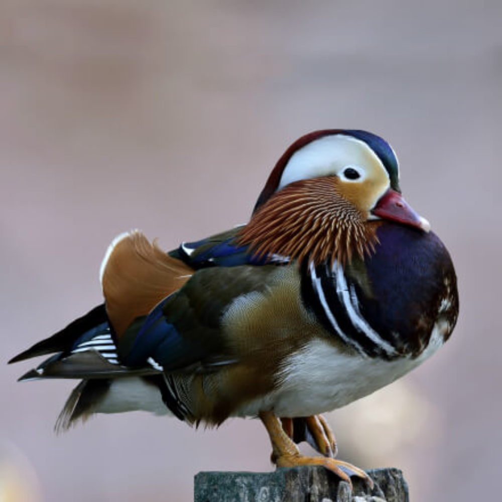 Mandarin Duck Yearling Pair - Image 5