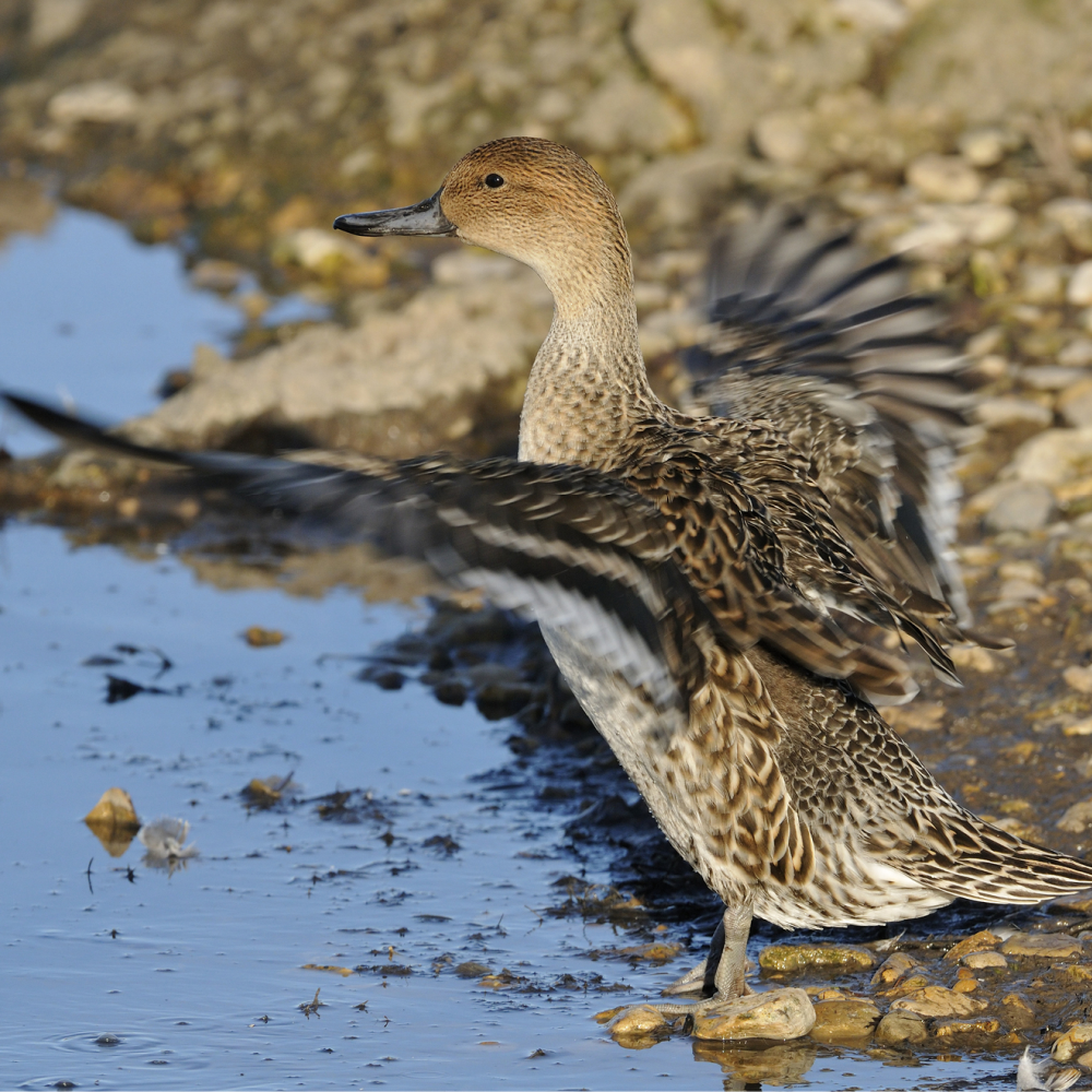 North American Pintail Duck Juvenile Pair 3