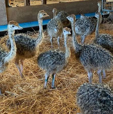 Ostriches for sale