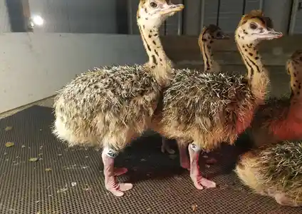Ostriches for sale