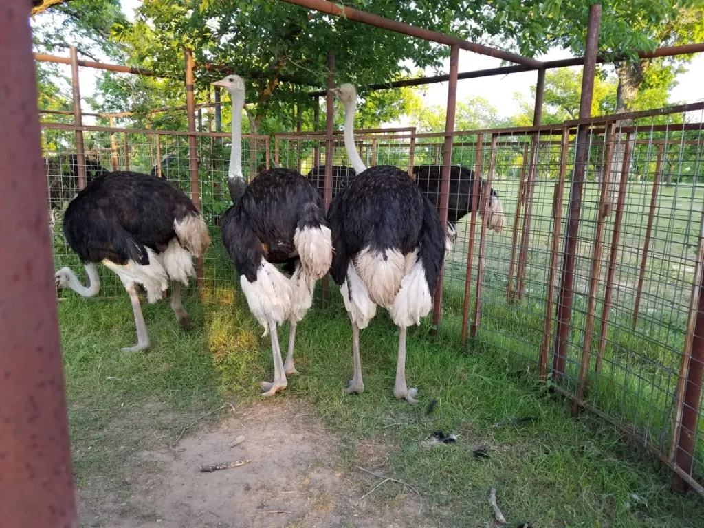 Ostriches for sale