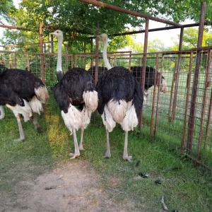 Ostriches for sale
