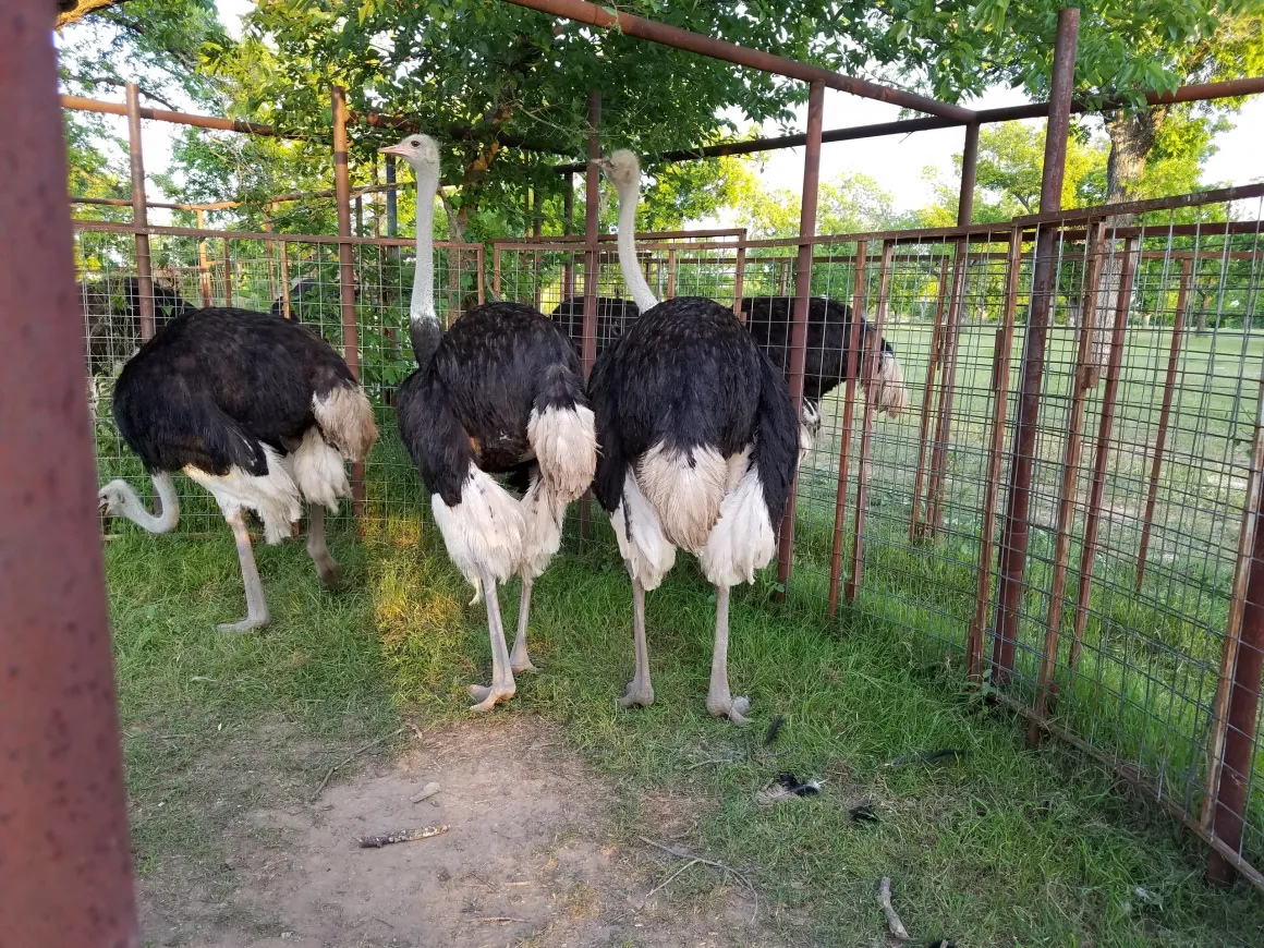 Ostriches for sale