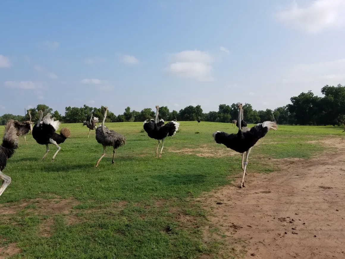 Ostriches for sale