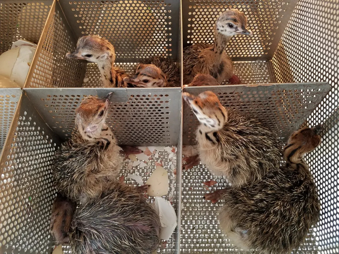 Ostriches for sale