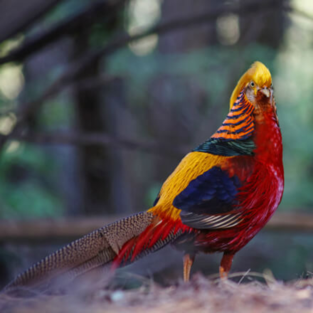 Red Golden Pheasant Juvenile Pair - Image 3