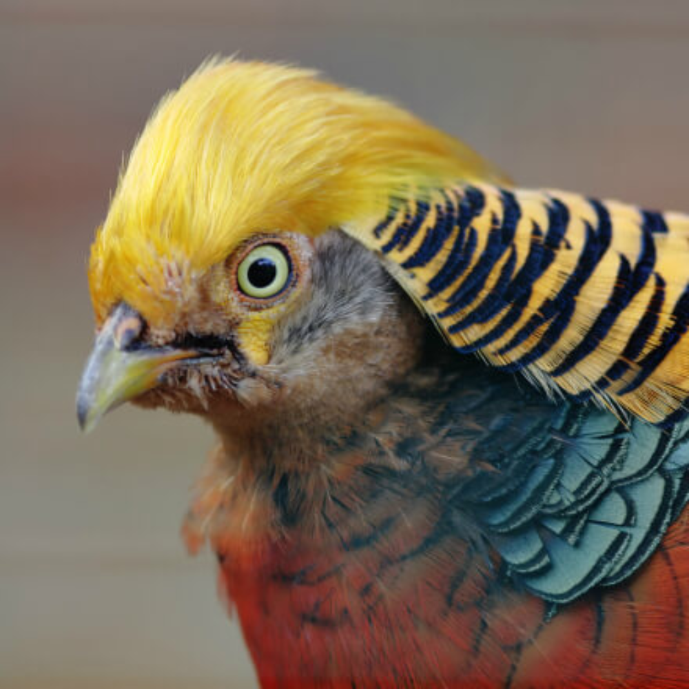 Red Golden Pheasant Juvenile Pair (5)