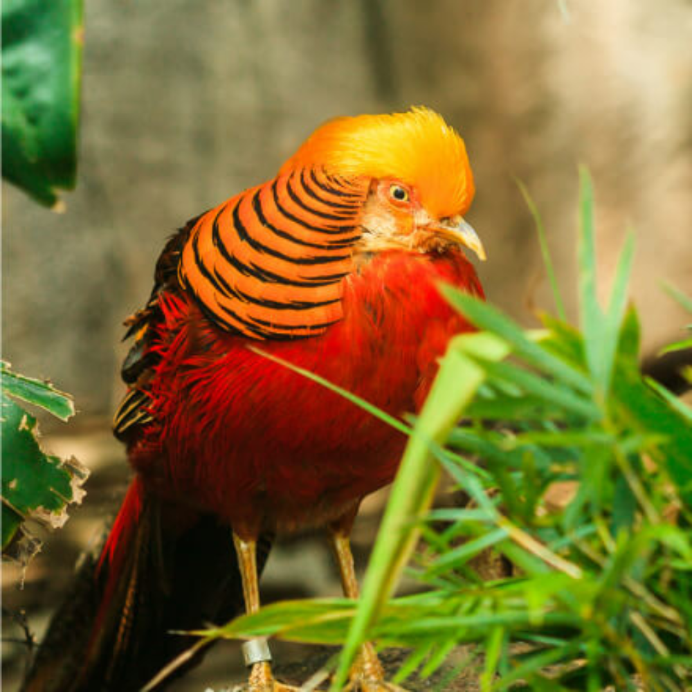 Red Golden Pheasant Juvenile adult Pair (3)